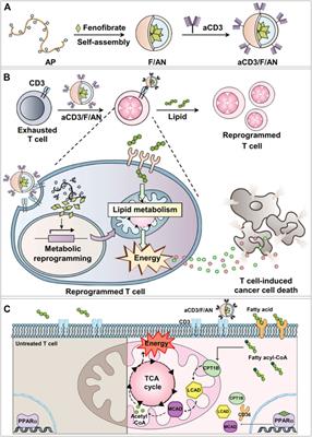 Lipid Metabolism Regulation Based on Nanotechnology for Enhancement of Tumor Immunity